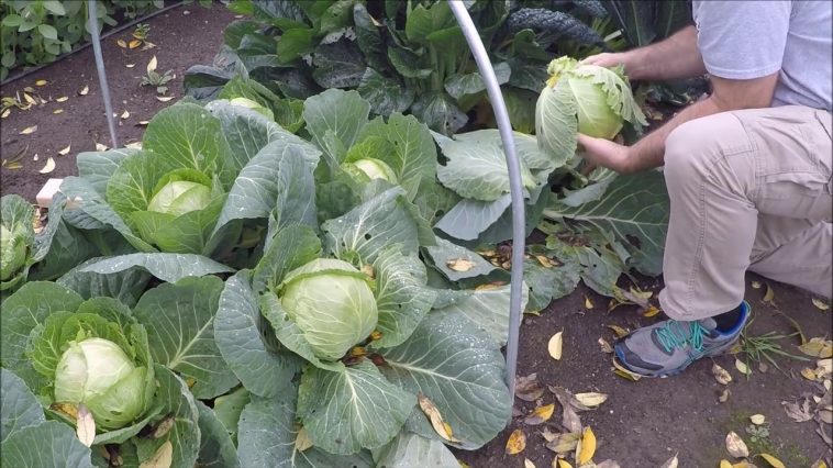 Como Plantar Repolho Em Casa Plantio Cultivo E Colheita