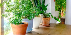 Beneficios de Plantar em Vasos