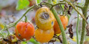 Como Controlar Pragas Comuns de Tomate