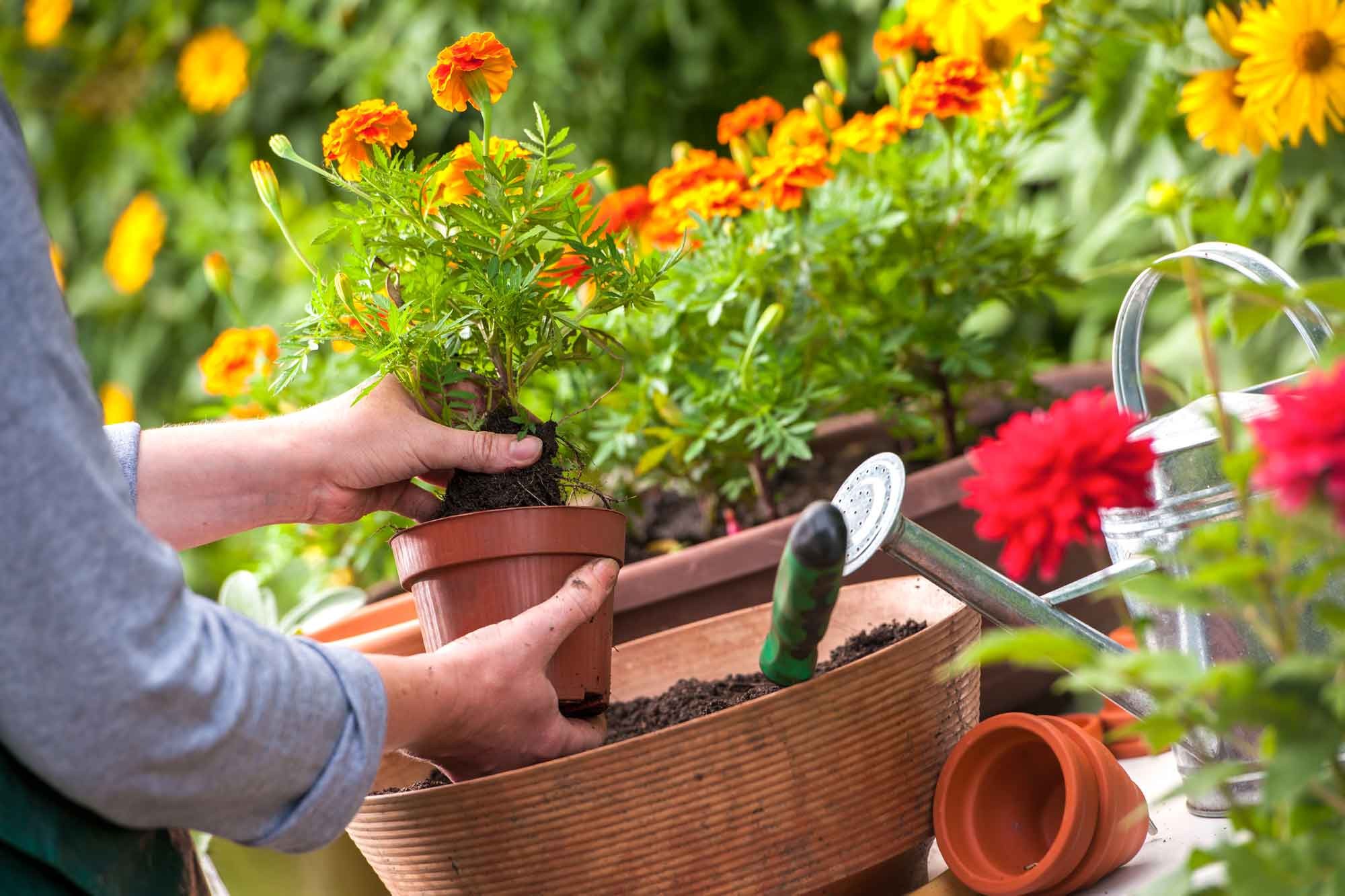 Como Cuidar de Flores em Vasos Apos a Compra