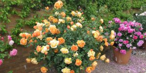 Como Cultivar Rosas em Vasos
