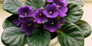 Como Cultivar Violetas em Vasos