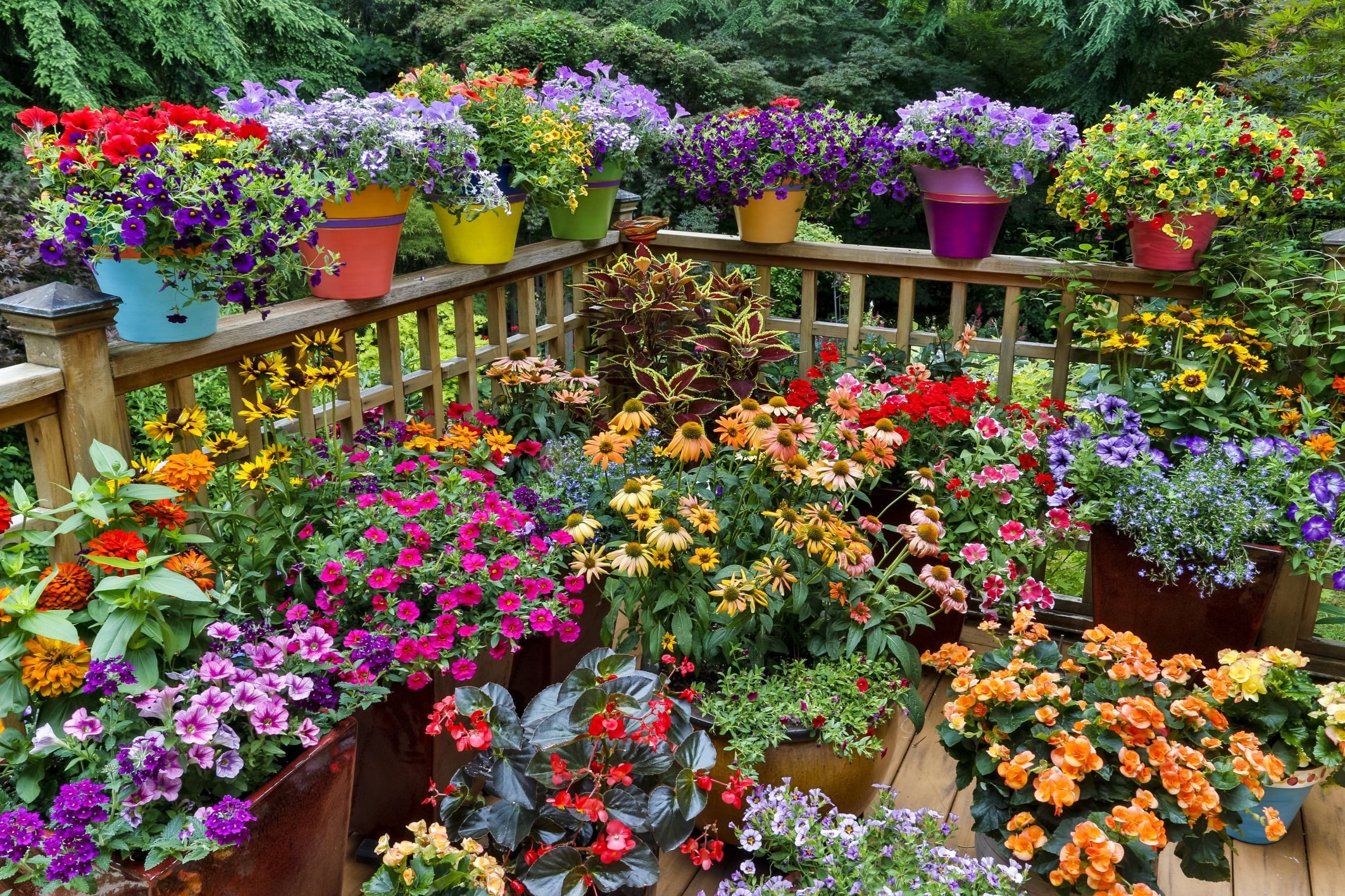 Como Cultivar um Jardim de Rosas em Vasos