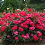 Como Iniciar Seu Próprio Jardim de Rosas