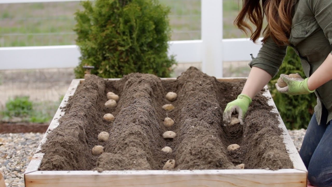 Como Plantar Batata em Casa