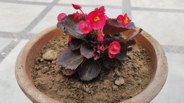 Como Plantar Flores Begônia no Vaso