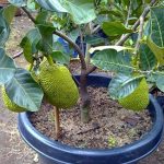 Como Plantar Jaca no Vaso - Plantio, Cultivo e Colheita