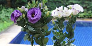 Como Plantar e Cuidar de Flores Lisianto em Vasos