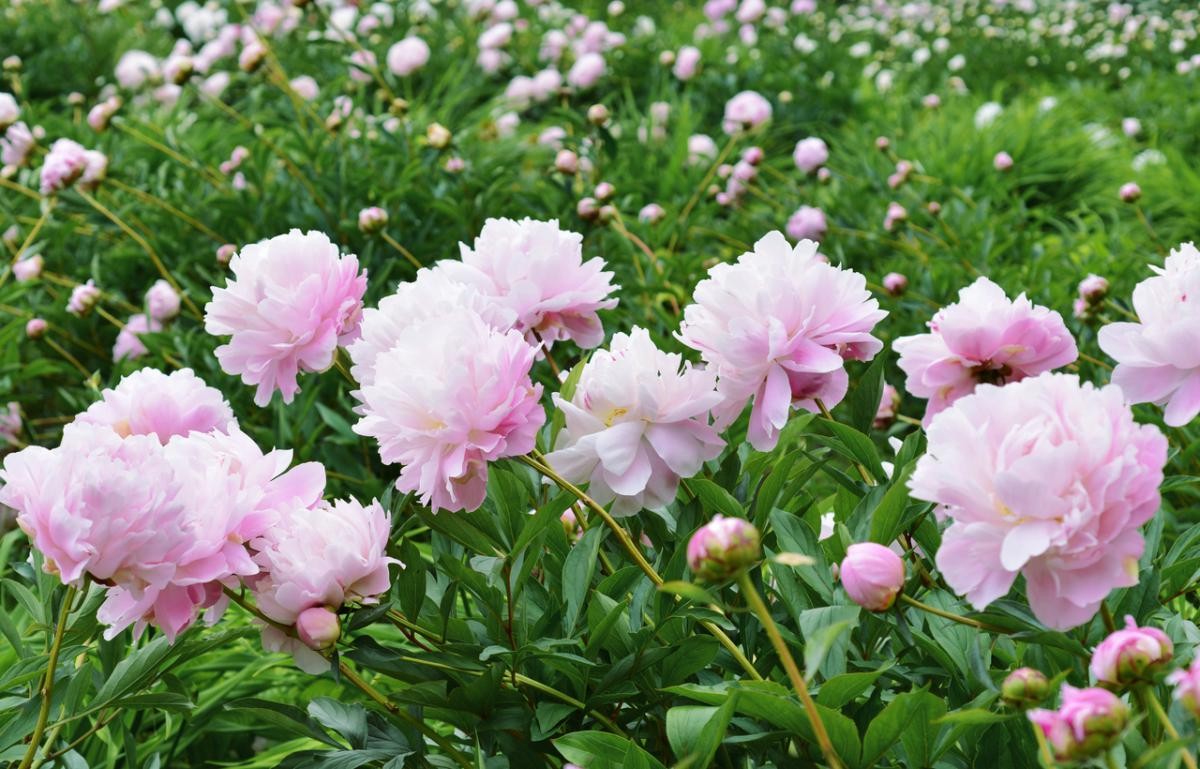 Como cultivar e Cuidar de Flores Peônia em Vasos