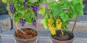 Cultivando Uvas em Recipientes