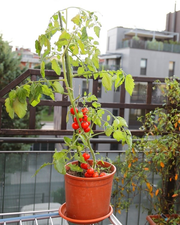 Dicas de Como Plantar e Cultivar Tomates