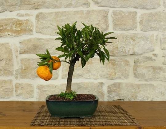 Mandarina no Vaso
