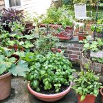 Os 10 Melhores Legumes Para Plantar em Vasos