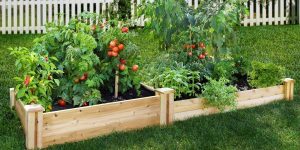 Os 6 Melhores Alimentos Para Cultivar em Casa