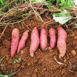 Plantar e Cultivar Batata-doce