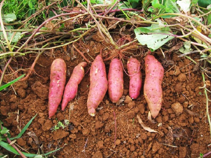Plantar e Cultivar Batata-doce