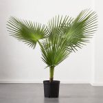 Plantio de Palmeira-Leque no vaso!