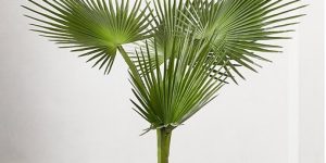 Plantio de Palmeira-Leque no vaso!