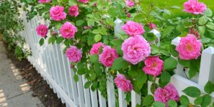Regras Essenciais Para Cultivar Lindas Rosas em seu Jardim