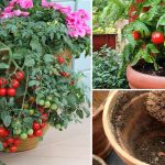Tomates Cereja no Vaso