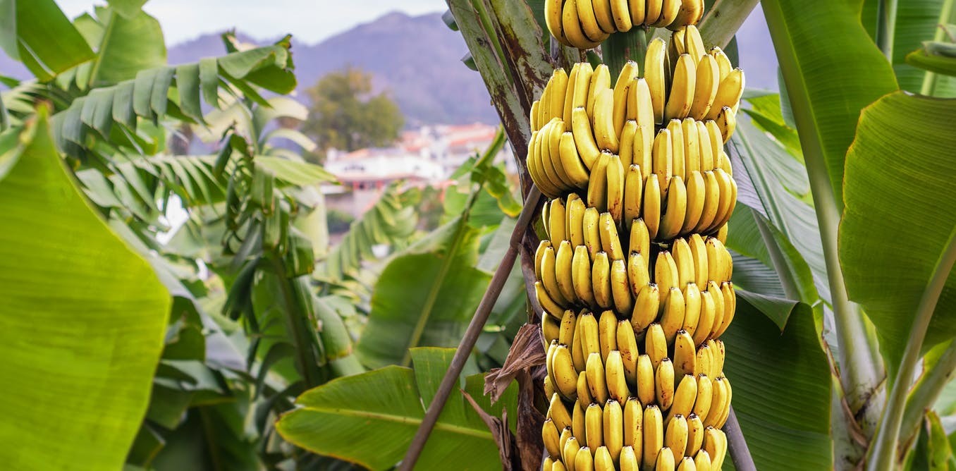 cultivo de bananeira