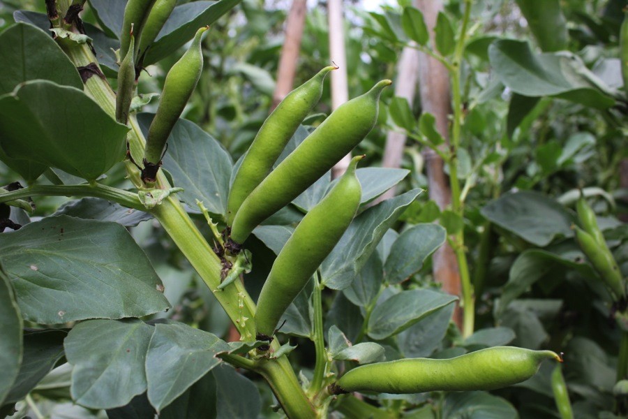 cultivar fava