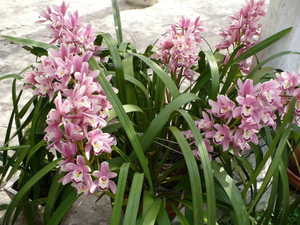 plantar orquídeas