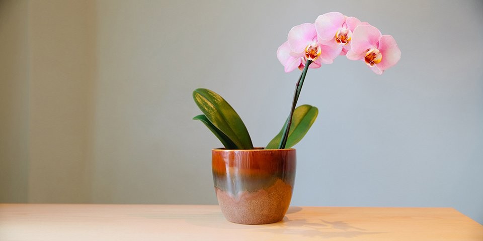 podar orquídea